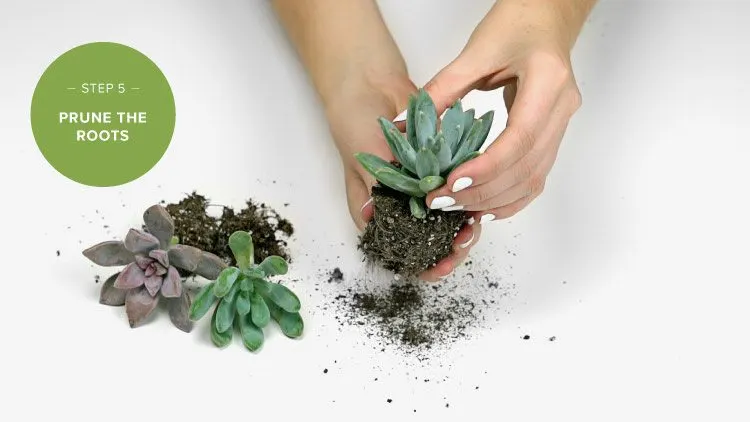 how-to-make-a-succulent-wall-garden-5