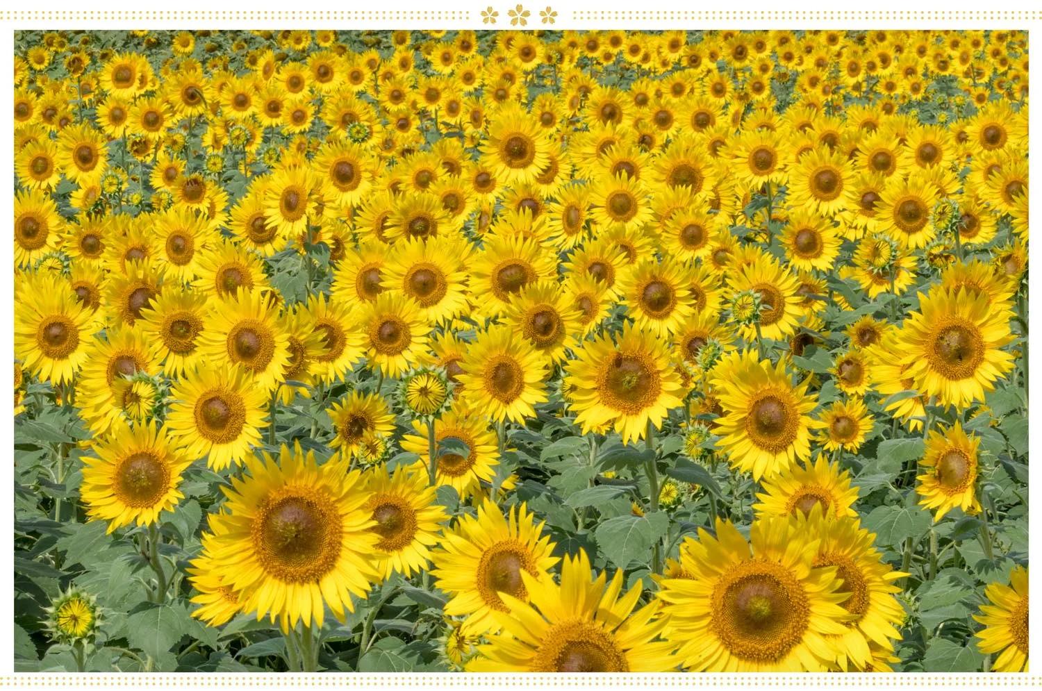 japanese-flowers-field