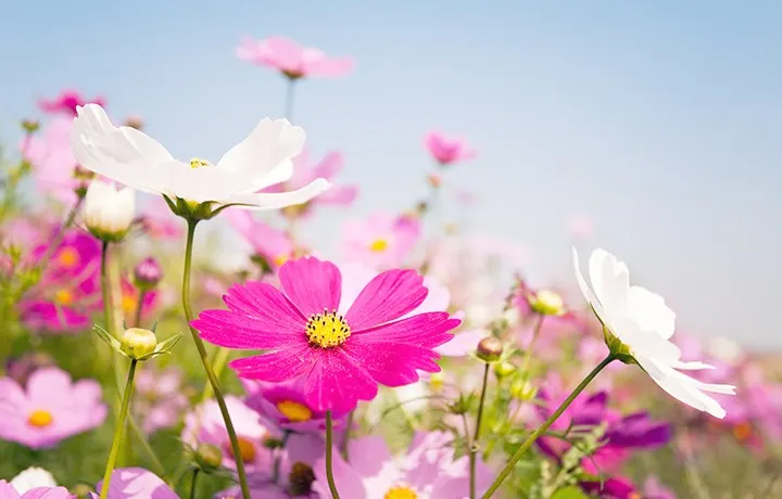 Types of Daisies