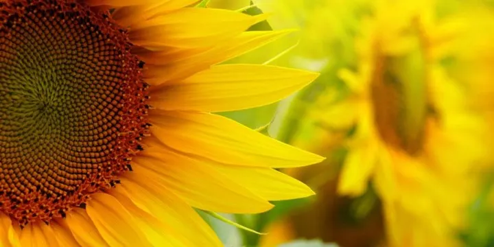 sunflowers-feature-720x360