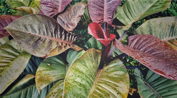 red-leaf-philodendron