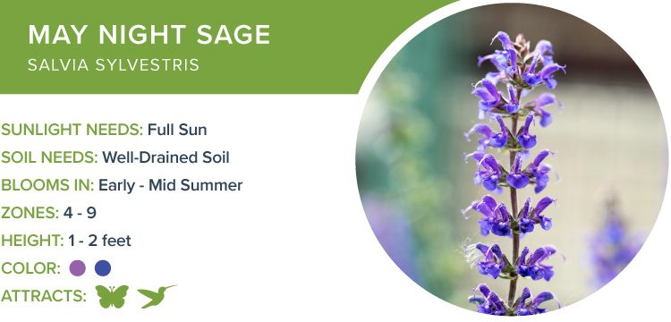 best perennial flowers