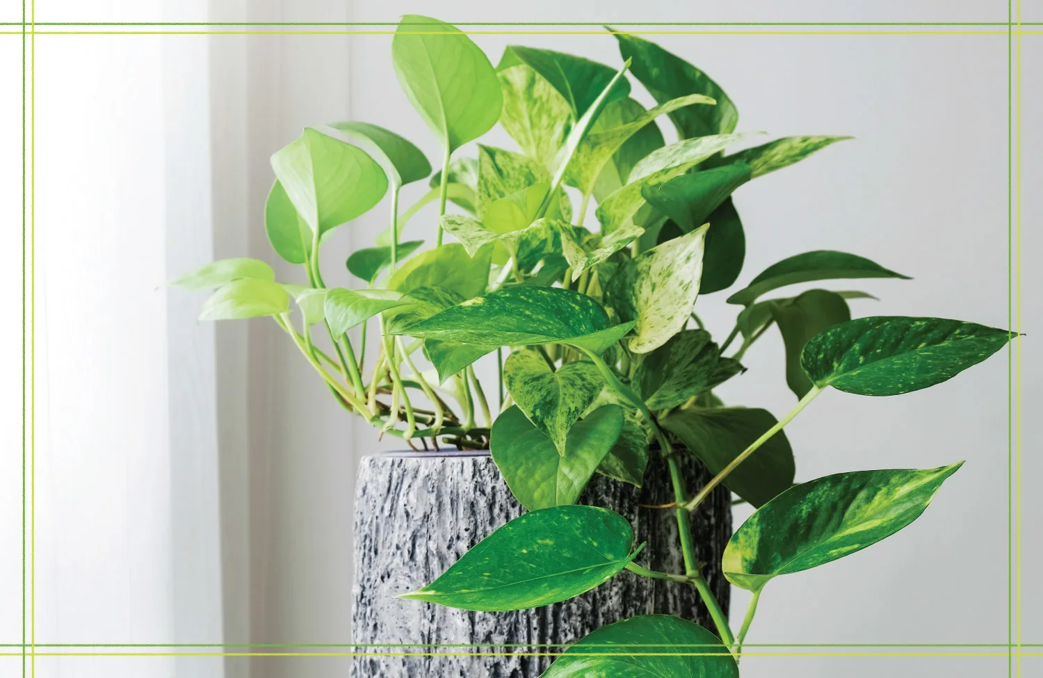Pothos vs Philodendron: How to Spot the Difference