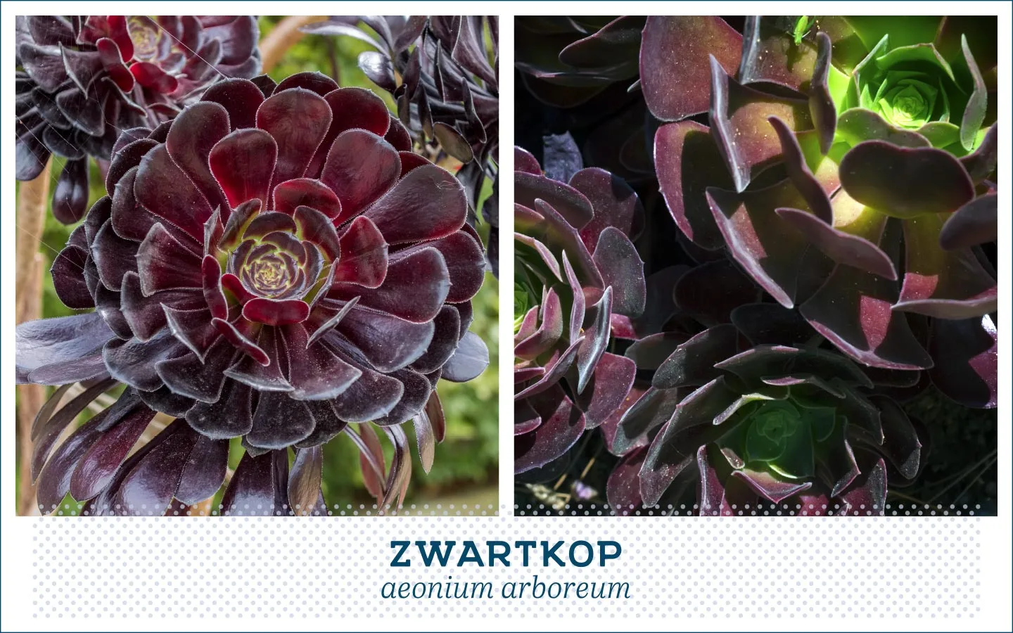 20 Popular Types of Succulents