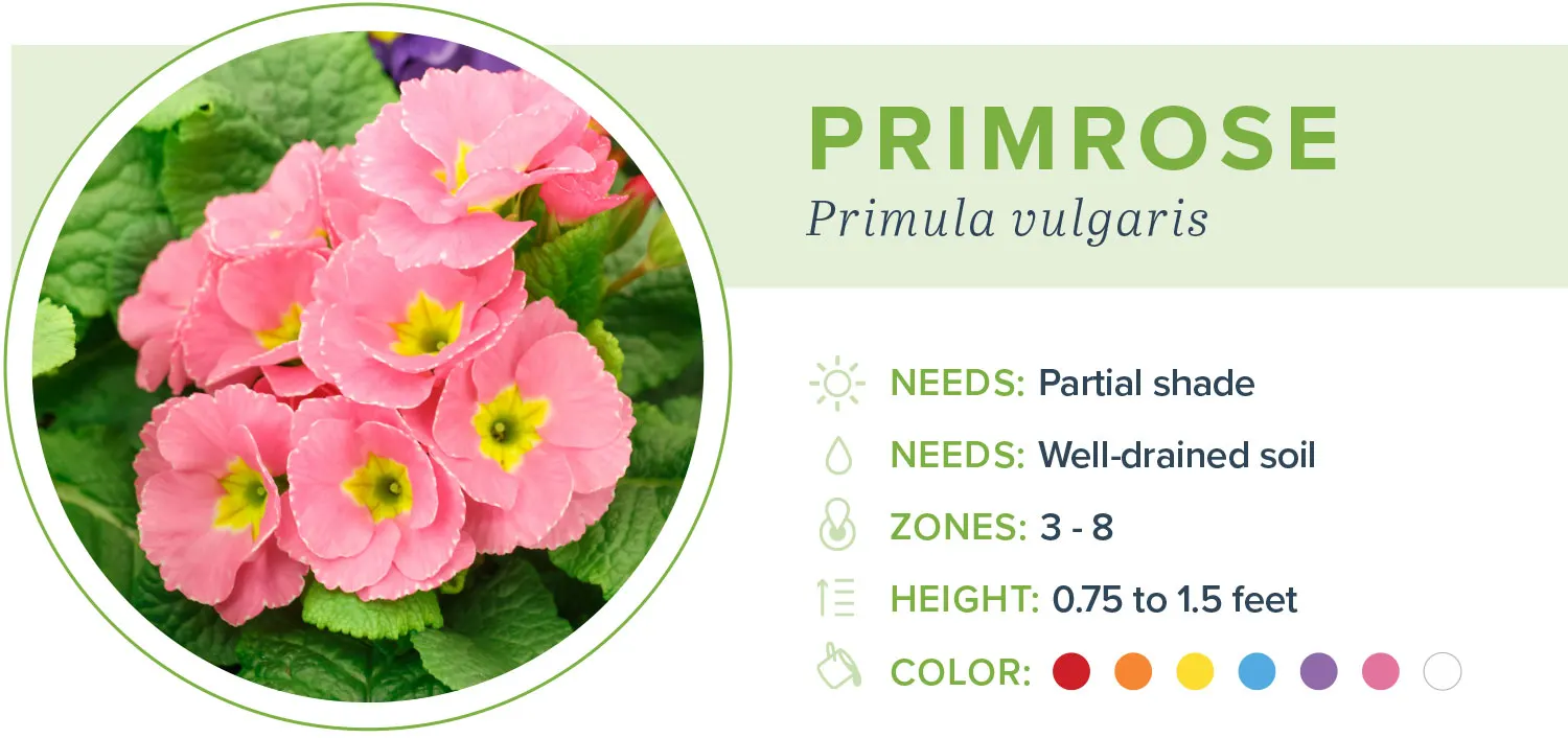 Annual-flowers-primrose