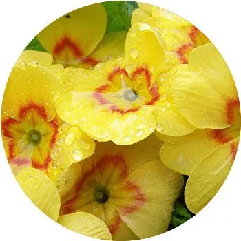 yellow-oenothera