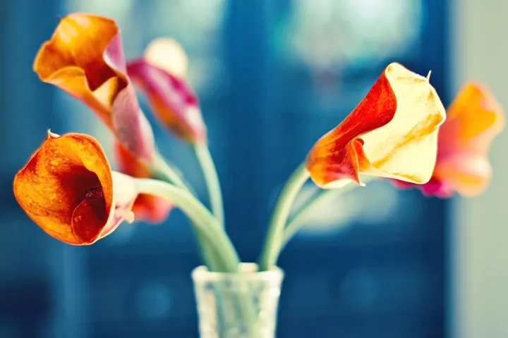 Calla Lily Meaning and Symbolism - FTD.com