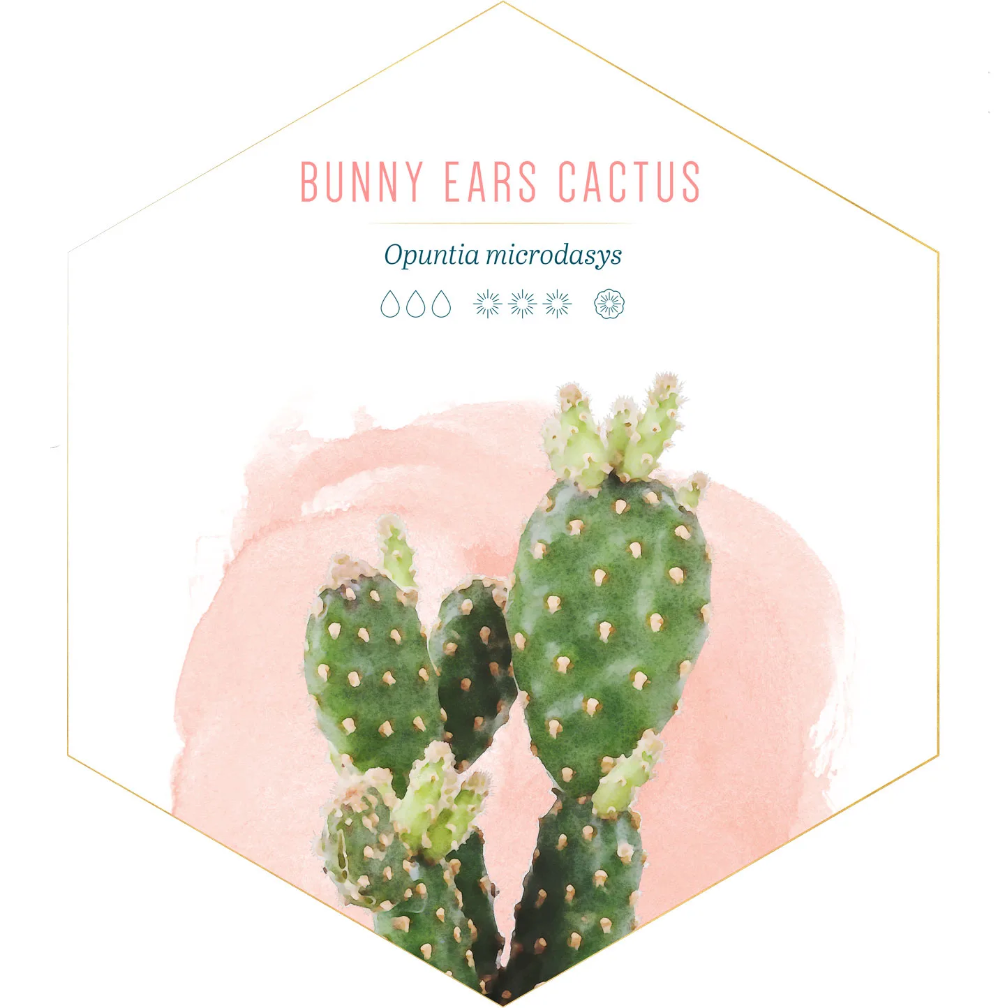 14 Types of Cactus for Your Home and Garden