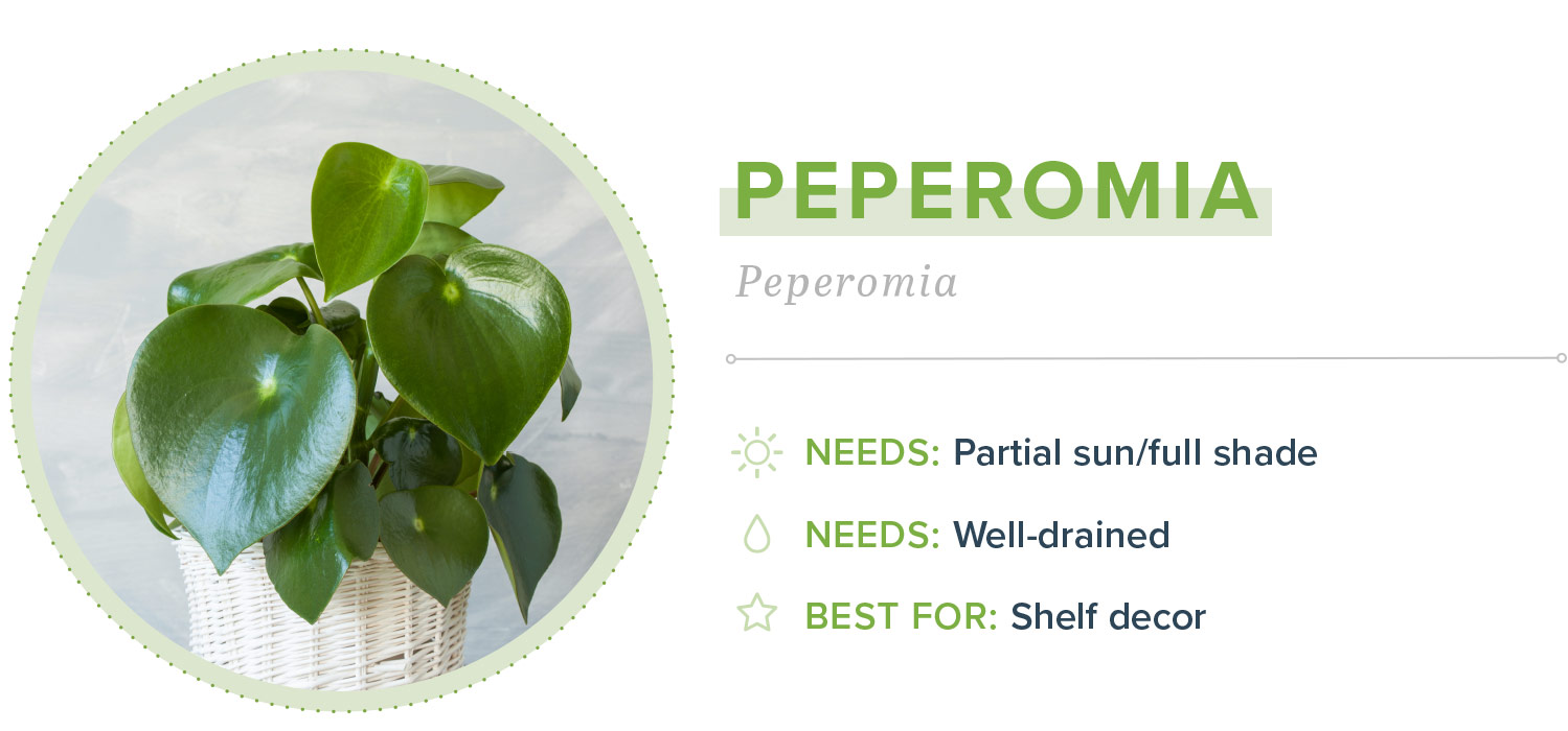 small indoor plants peperomia