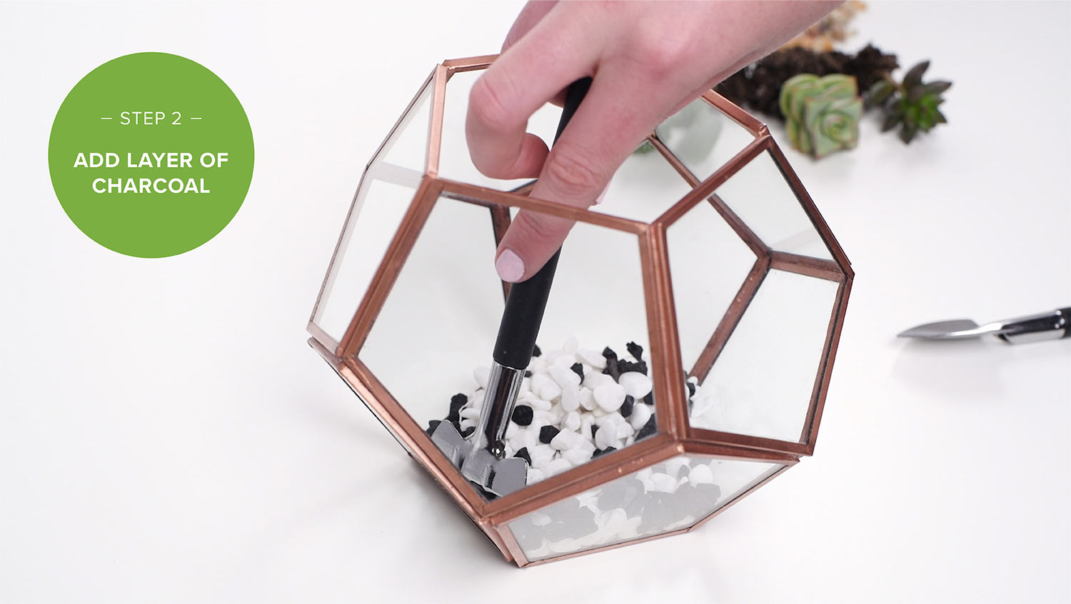 How to Start a Terrarium in 5 Easy Steps