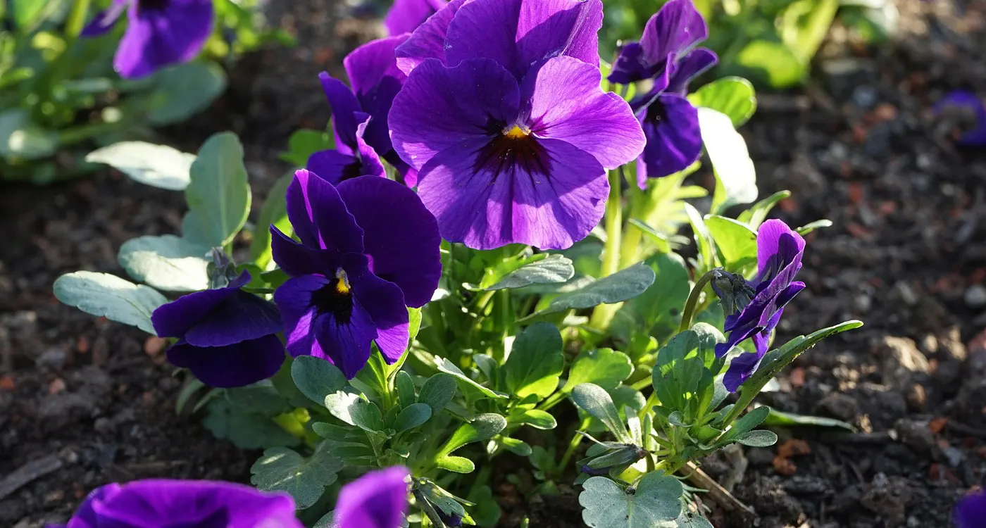 Illinois State Flower – The Violet