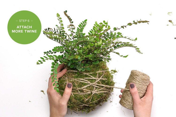 DIY: Kokedama String Garden