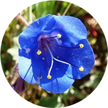 blue-phacelia-campanularia