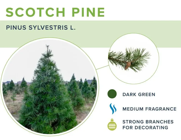 types-of-christmas-trees-scotch-pine