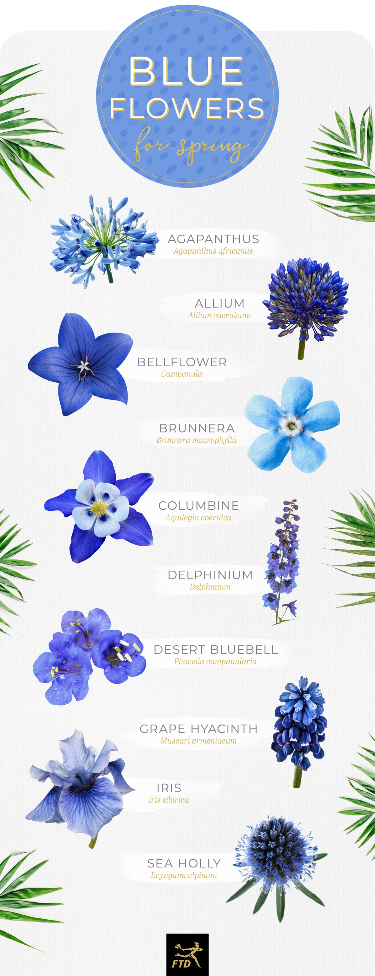 30 Types of Blue Flowers - FTD.com