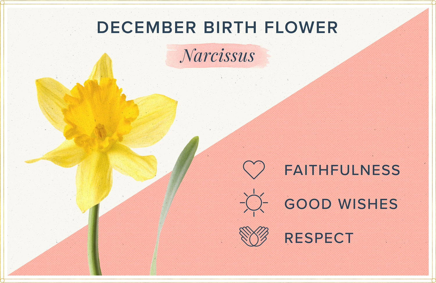 birth flowers for december