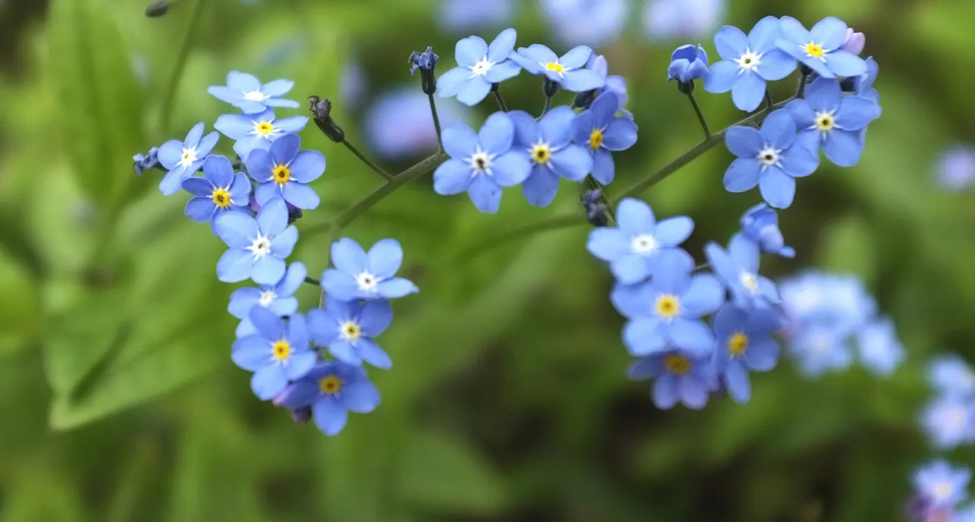 Alaska State Flower – Forget-Me-Not