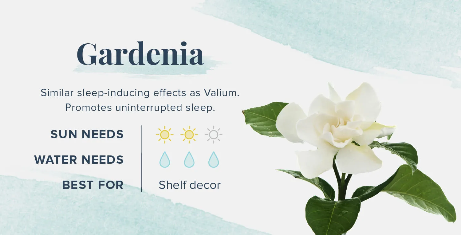 Plants-That-Help-You-Sleep-Gardenia-1