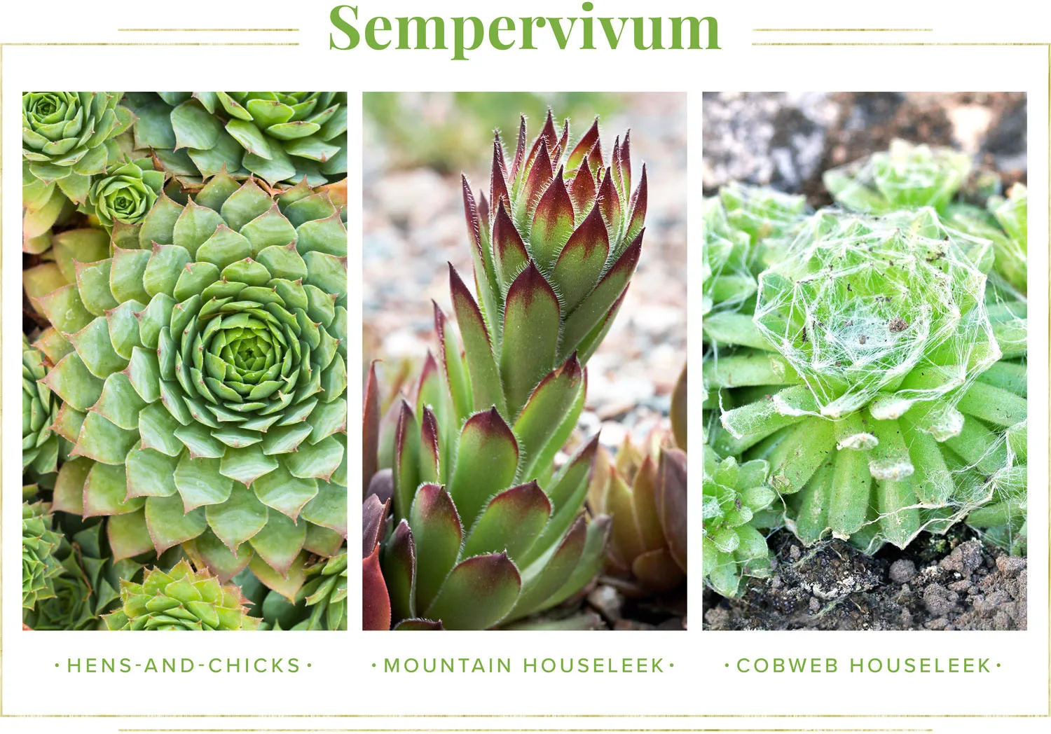 succulent-care-guide-sempervivum-1