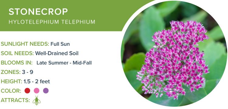best perennial flowers