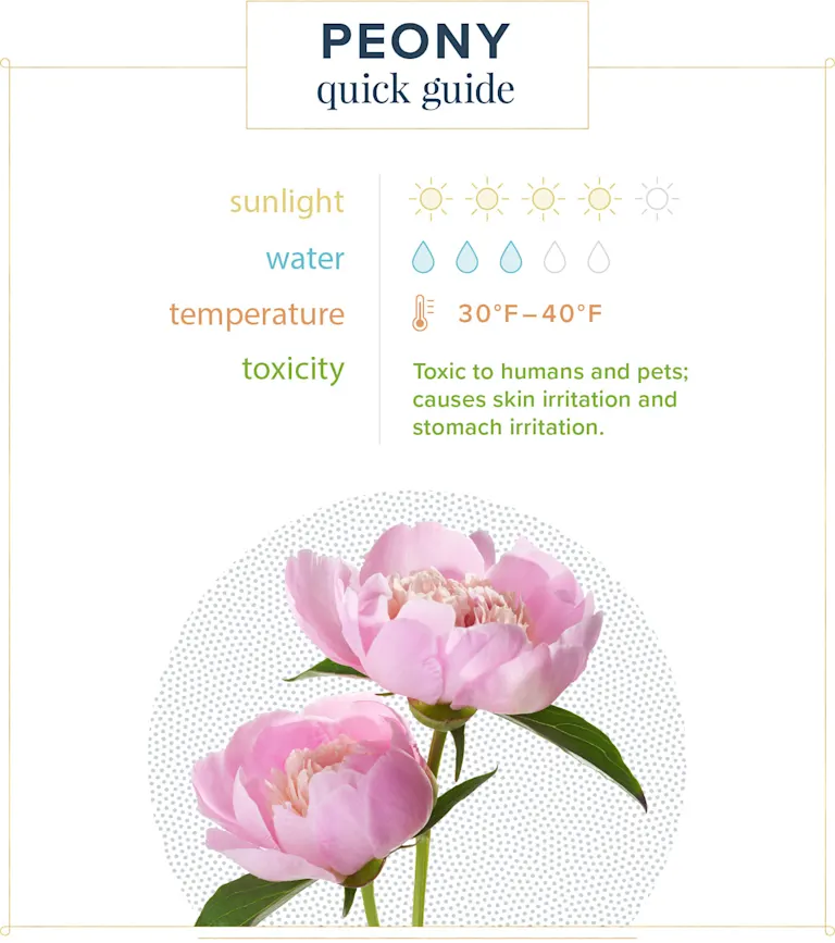 Peony Care Guide: How to Care for Peonies and Growing Tips | ProFlowers