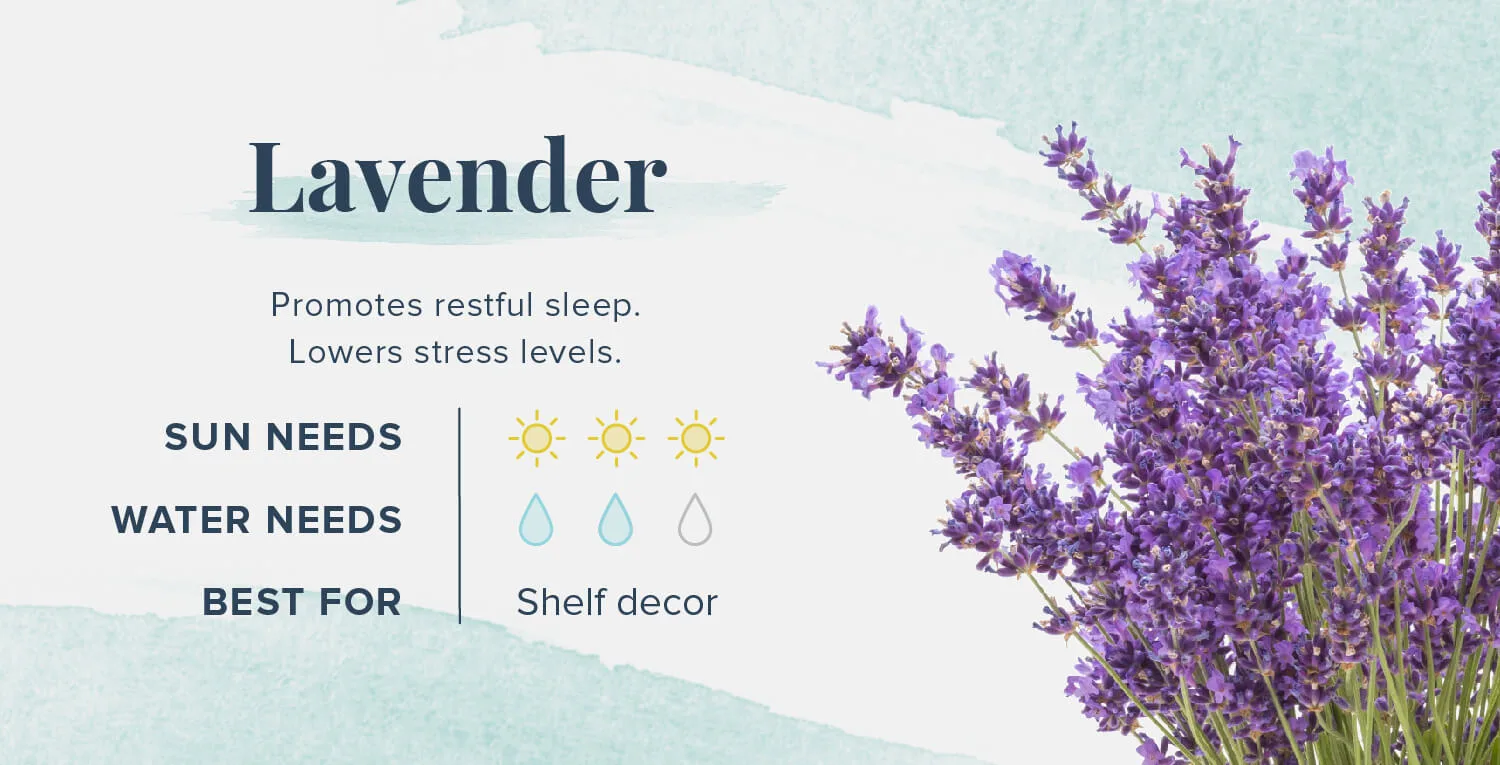 Plants-That-Help-You-Sleep-Lavender