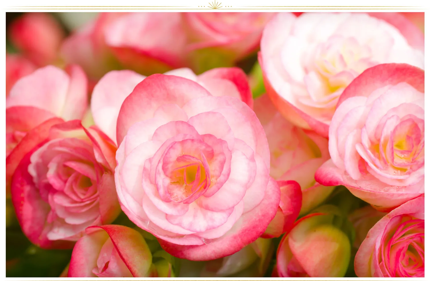 pink-flowers-begonia-1