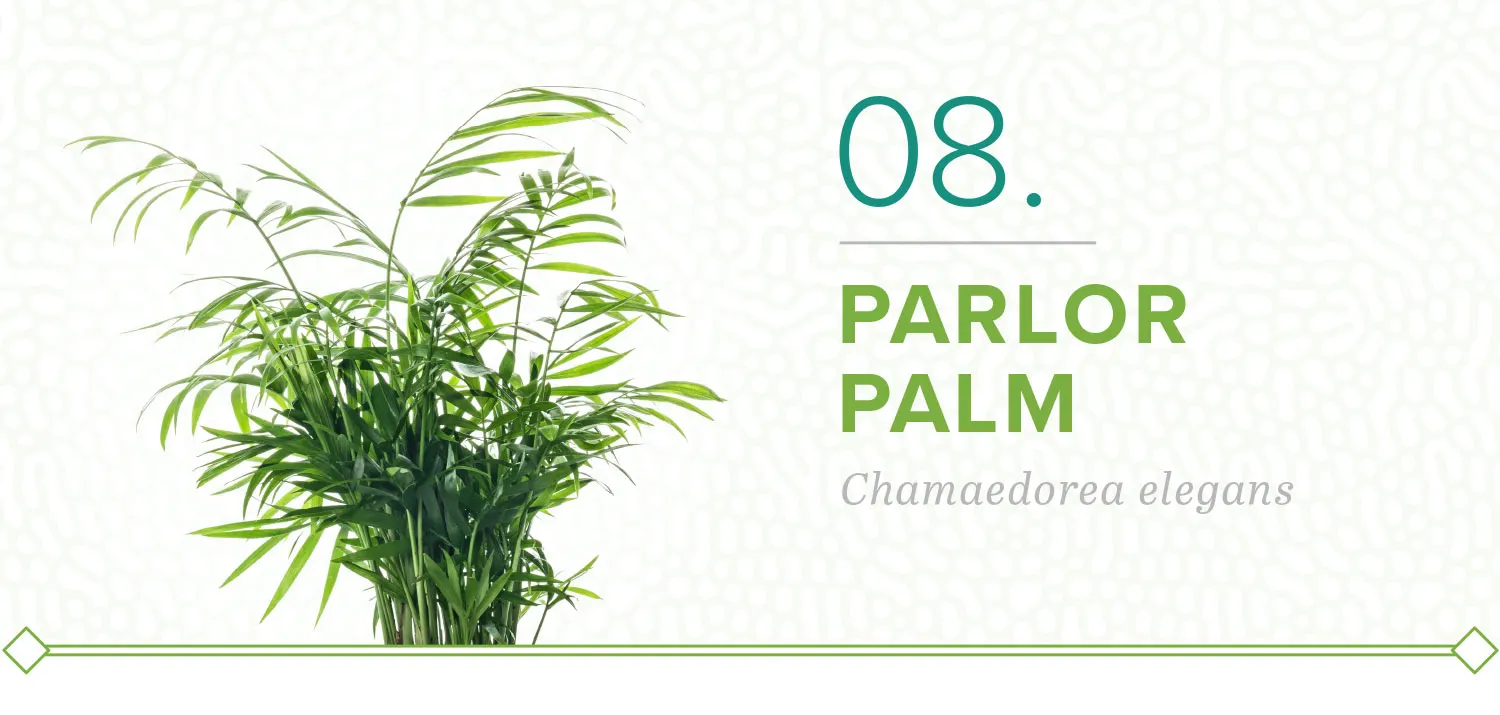 plants-that-dont-need-sun-08-parlor-palm