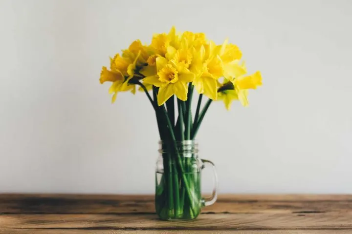 romantic-daffodil-720x480