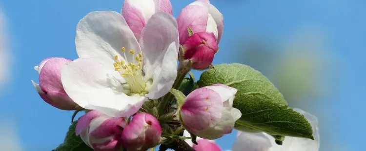 Arkansas State Flower - The Apple Blossom