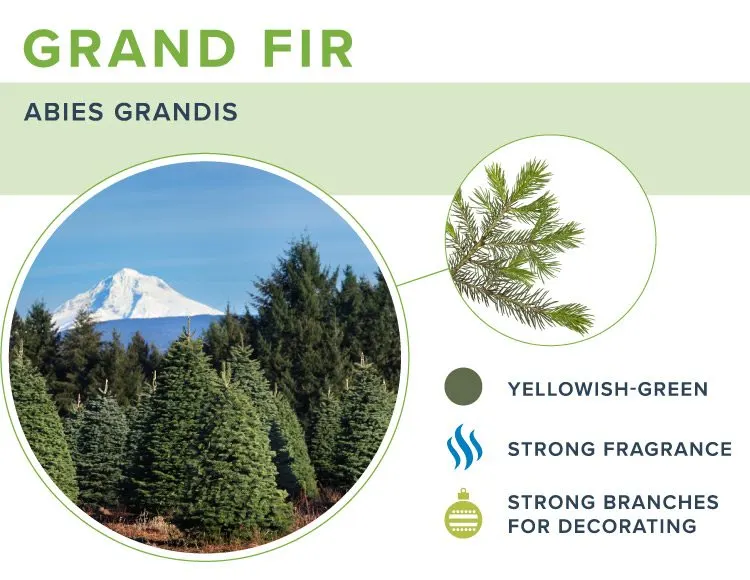 types-of-christmas-trees-grand-fir