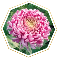 CHRYSANTHEMUM