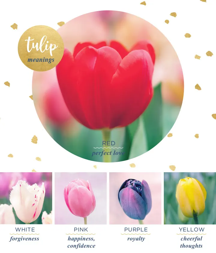 Tulip Meaning and Symbolism