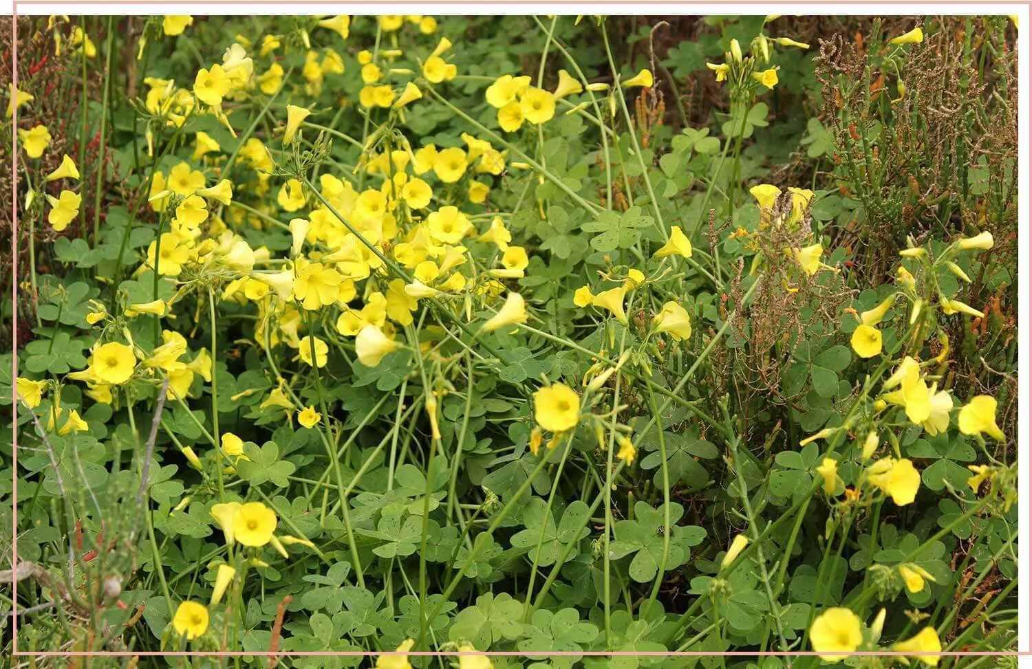 flowering-weeds-and-unexpected-beauty-11-oxalis