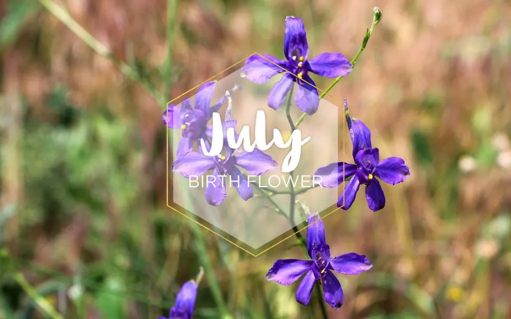 July Birth Flower: Larkspur