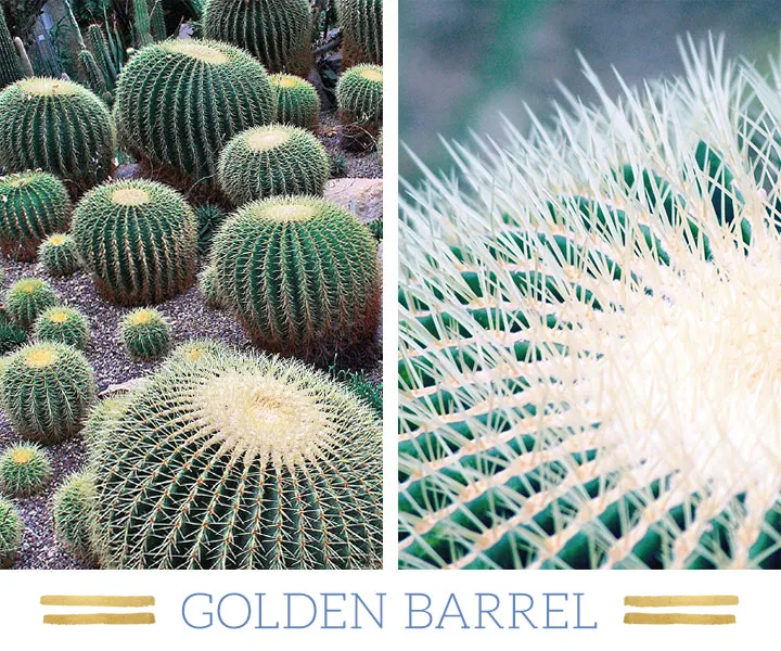 127 Stunning Desert Plants