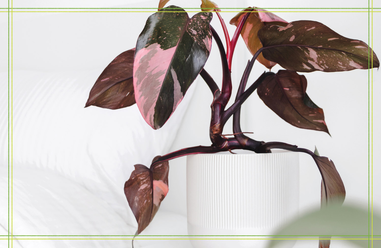 Pothos vs Philodendron: How to Spot the Difference | Proflowers Blog