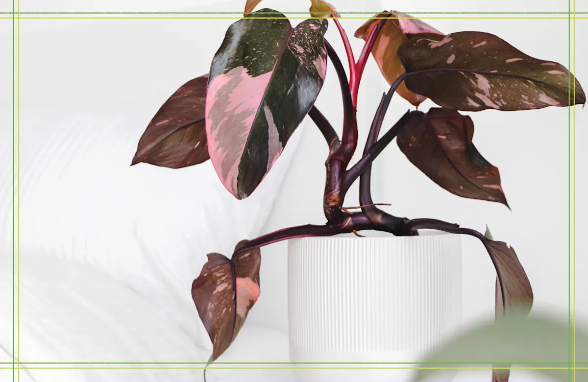 Pothos vs Philodendron: How to Spot the Difference | ProFlowers