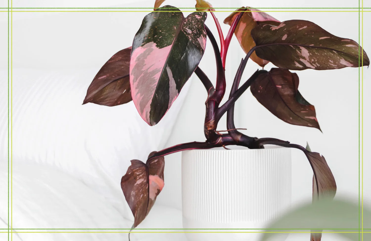 Pothos vs Philodendron: How to Spot the Difference