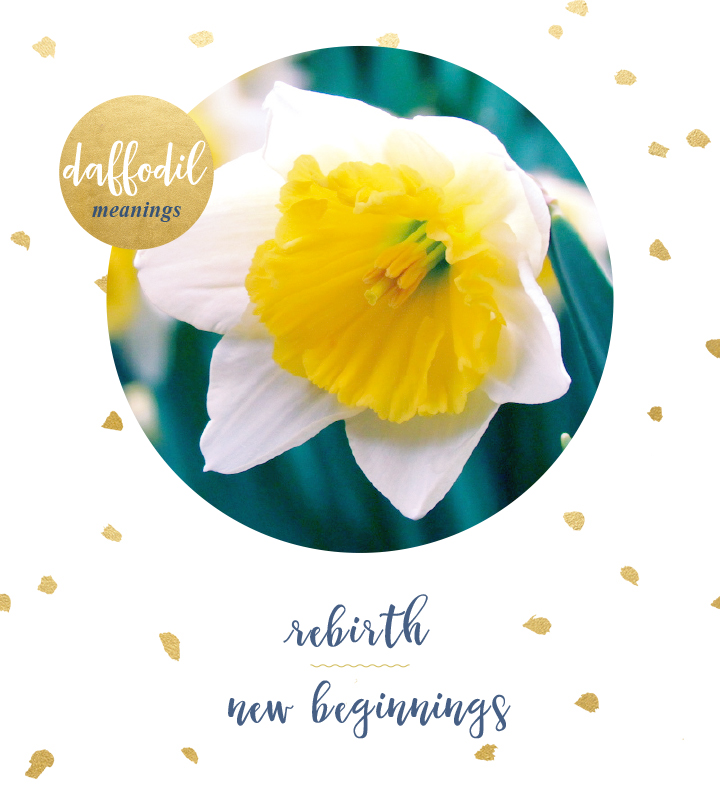 The Daffodil: Meanings, Images & Insights