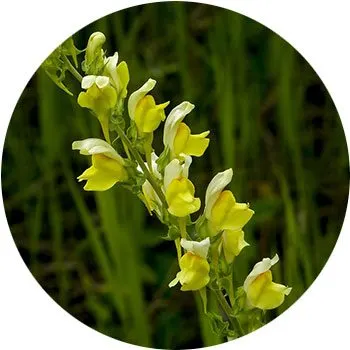 yellow-antirrhinum-majus