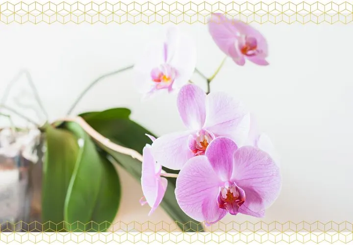 How to Care for Orchids