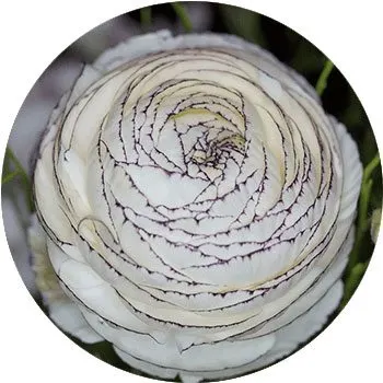 white-ranunculus