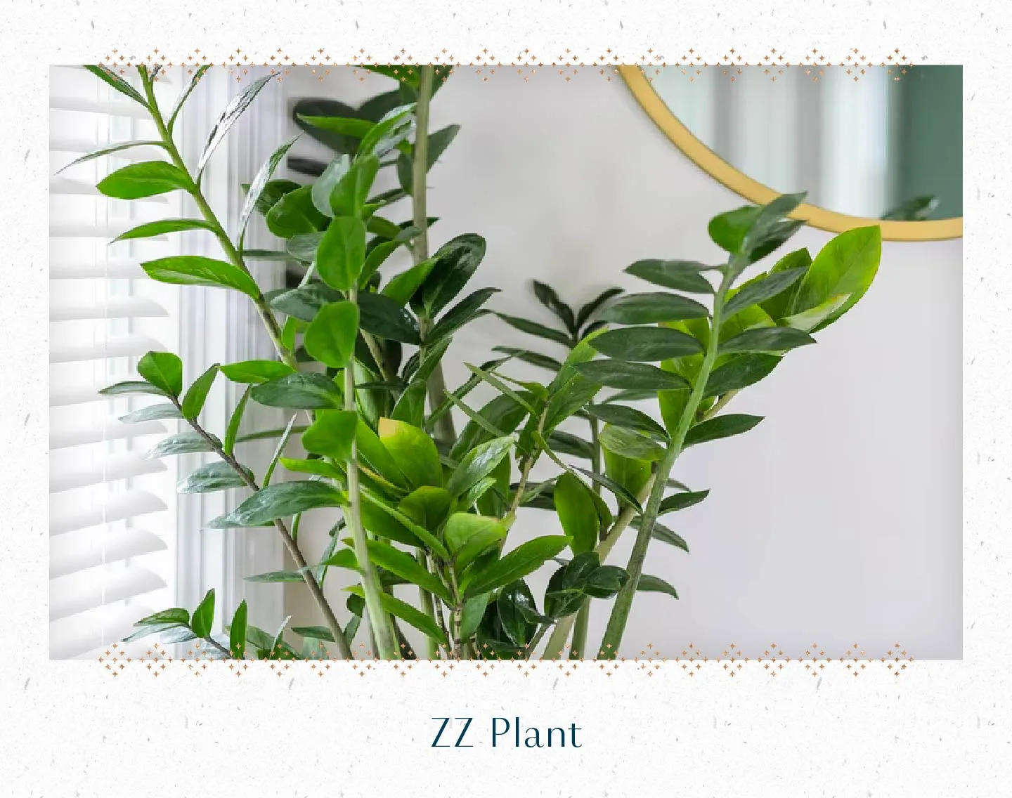 zz-plant
