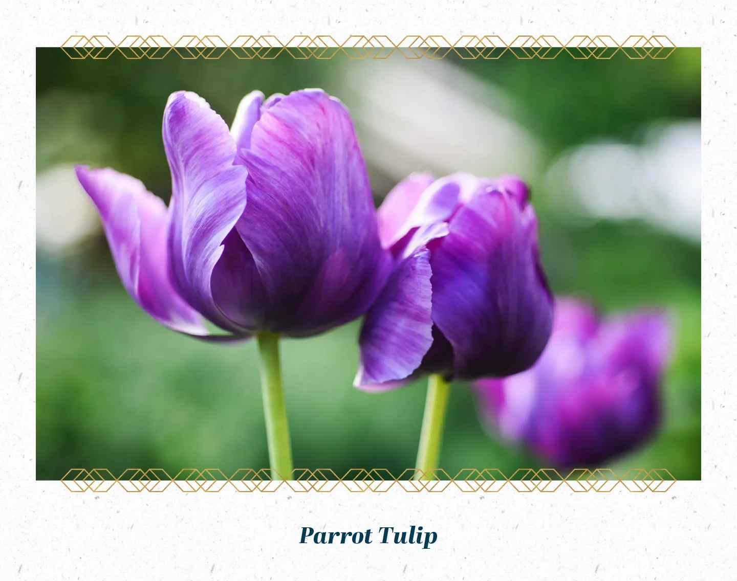 parrot-tulip-min