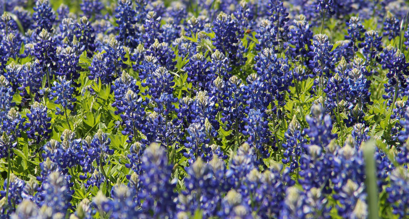 Texas State Flower The ProFlowers Blog