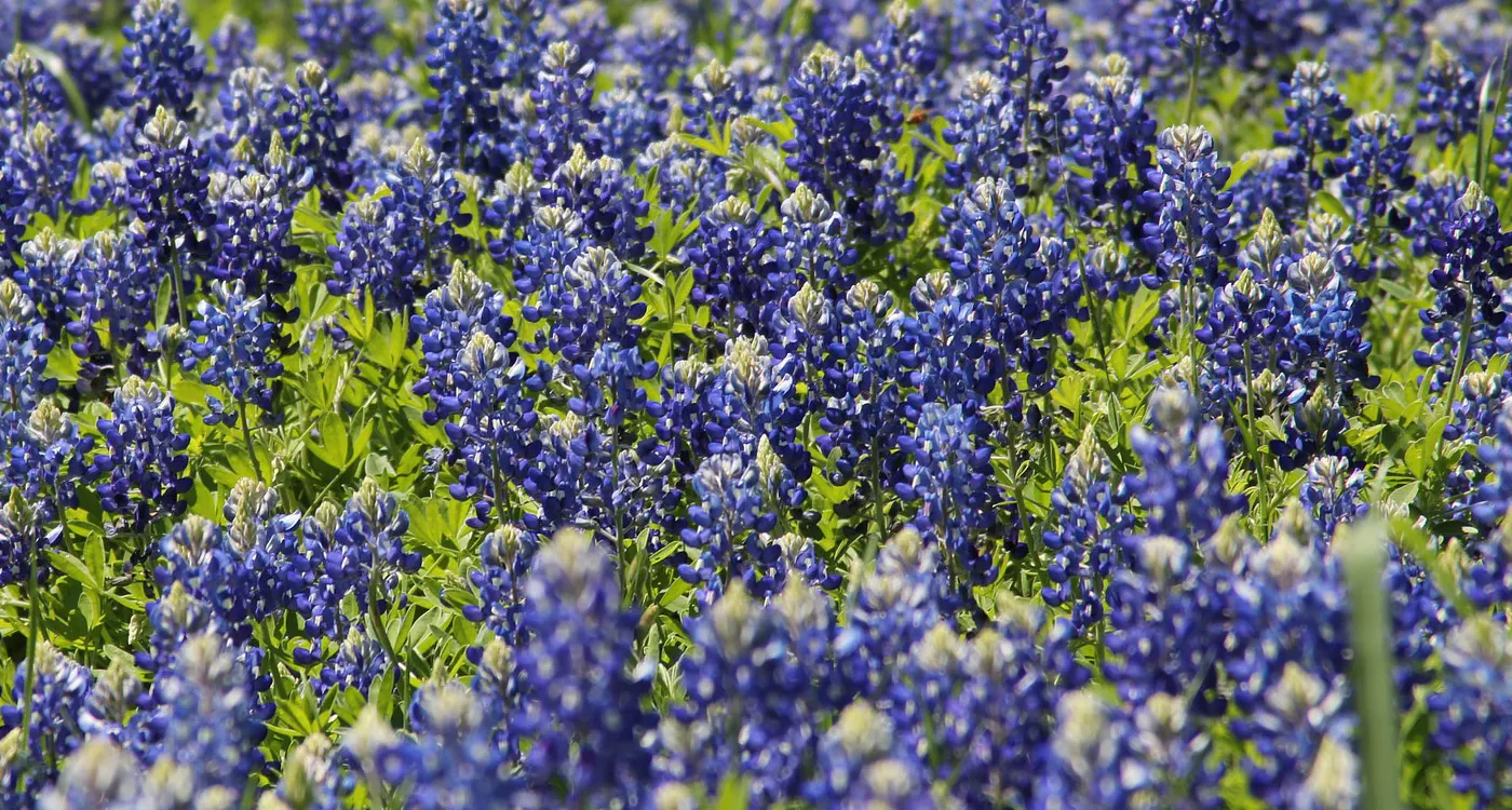 Texas state Flower