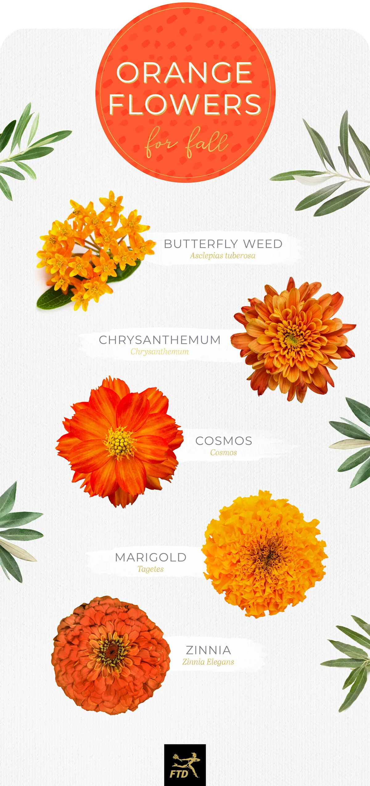 20 Types of Orange Flowers - FTD.com