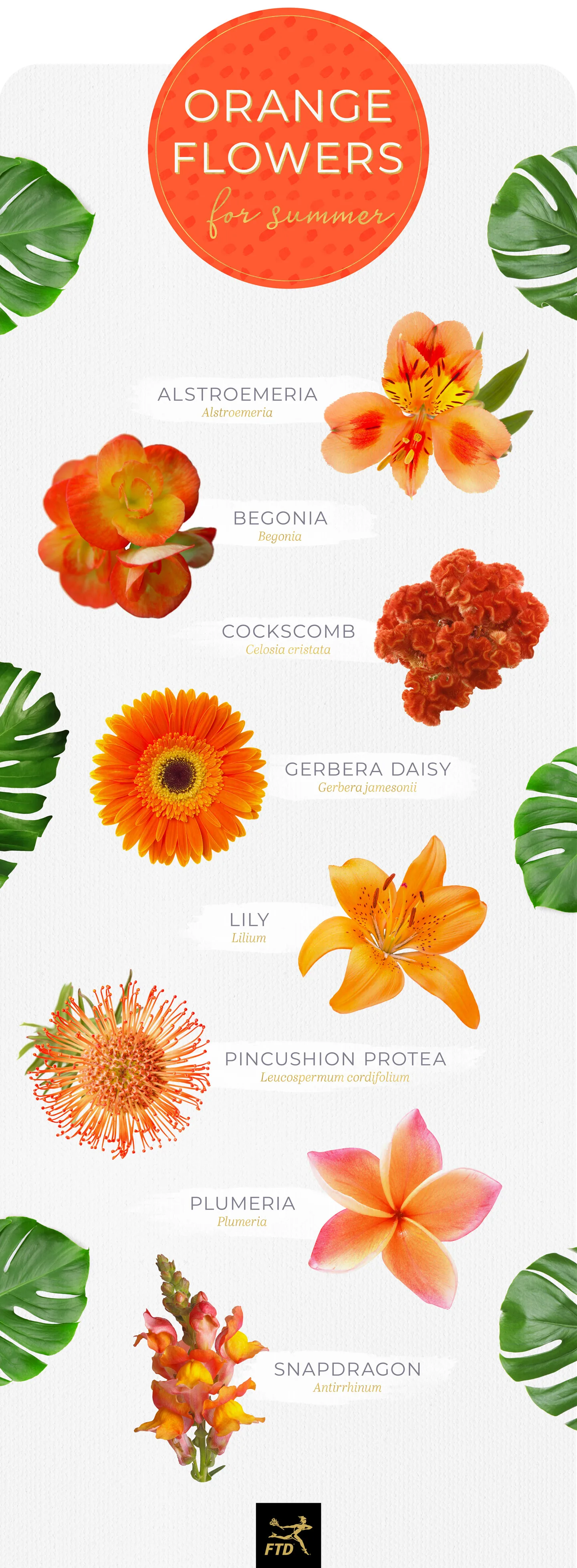 20 Types of Orange Flowers