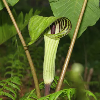 jack-in-the-pulpit-907415